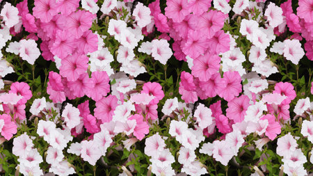 Blooming profusely of pink and white petunias.の写真素材