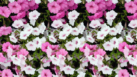 Blooming pattern of pink and white petunias.の写真素材