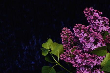 Flowers purple lilac with black background for copy space and design.