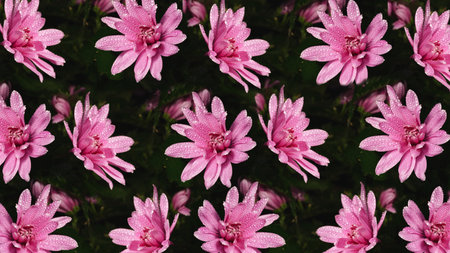 Background design with blooming pink chrysanthemums in a pattern.の写真素材