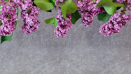 Burgundy blooming lilac with stone granite background for text and decor. Floral border on gray stone for background.の写真素材