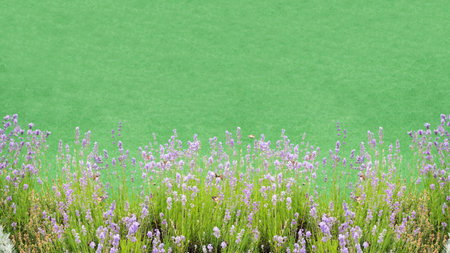 Lavender flowers blooming with green background. Wide-format wallpaper with lavender flowers.の写真素材