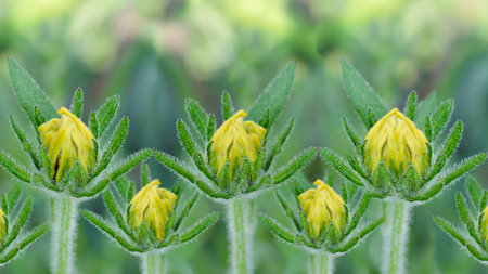 Spring yellow flower buds in a row with soft green natural background. Patterned natural morning spring background.の写真素材