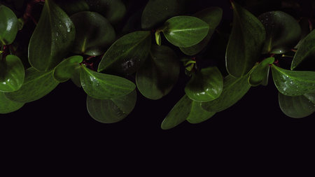 Background image of green shiny leaves in dark environment and background. Designer background.の写真素材