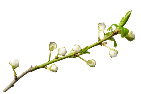 White spring plum blossom with white buds isolated on white. Spring blooming plum branch. Spring concept.の写真素材
