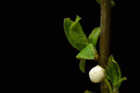 Young leaves and buds of cherry plum on a branch in the studio.の写真素材