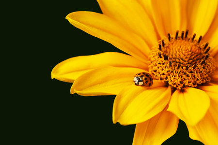 A ladybug sits on a flower petal.の写真素材