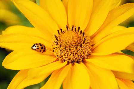 The beauty of spring nature with a ladybug.の写真素材