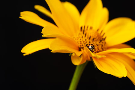 Ladybug sits on petal of big yellow daisy, close-up, super macro, idea of features, differences from...