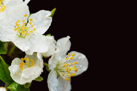 Flowers white first spring in studio. Black background with bloom.の写真素材