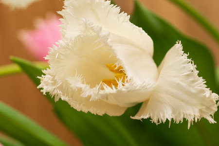 White tulips on wooden boards. Cappuccino and flowers on the boards. Rustic background. Letter and white flowers. Envelope with a postcard and a pen.の写真素材