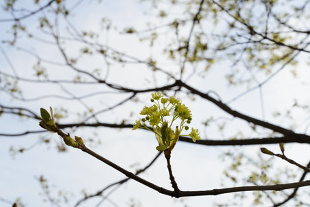 Spring blossom in the city park in spring.