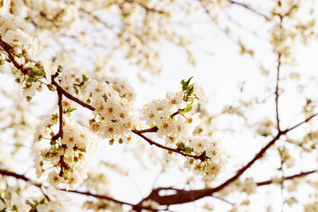 Floral background in light tones with cherry blossomsの写真素材