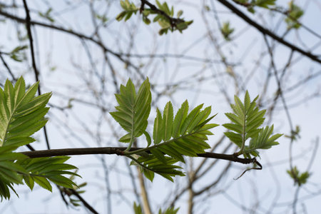 Growing first spring green leaves on a tree.