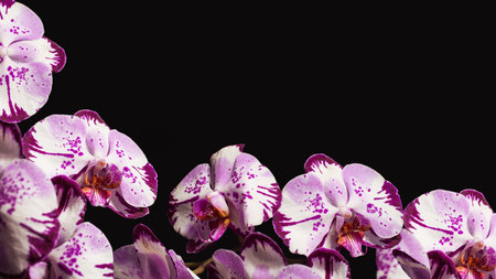Phalaenopsis orchid flowers as a flower border. Background for postcards, banners, calendars. Empty space for text.の写真素材