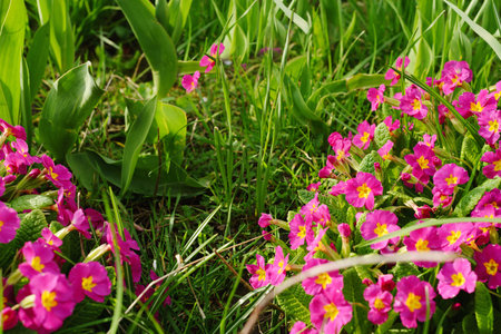 Pink flowers of Japanese primrose candelabra in a spring garden among grass. Primula japonica in the garden. This is a species of mainly herbaceous flowering plants of the Primulaceae family.の写真素材