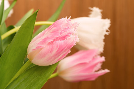Studio photo of a bouquet of tulips close-up. .の写真素材