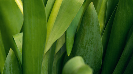 Nature from green leavesの写真素材