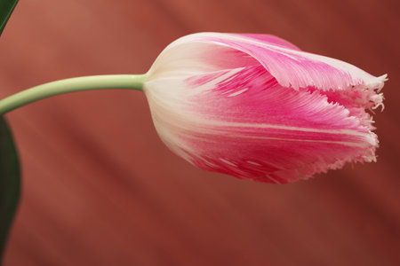 Close up of pink tulip flower in studio.の写真素材