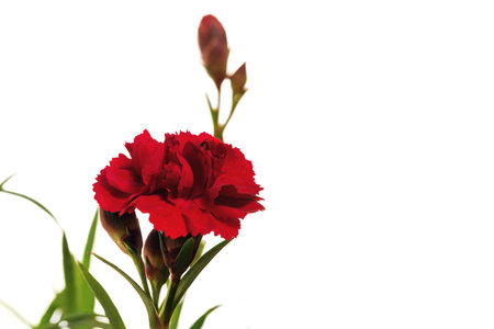 Carnation flower and buds isolate for design.の写真素材