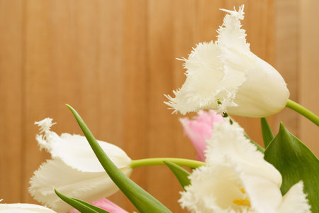 Blooming bouquet of white tulips in the studio.の写真素材