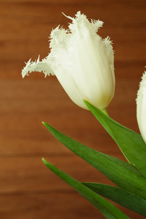 Tulip with wooden background or wooden plank wall. Spring background with spring tulip flower close up.の写真素材