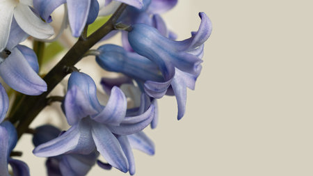 Background design with copy space and text with blue hyacinths. Spring flower blank for design.