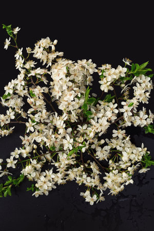 Studio spring still life with a flowering branch of a fruit tree.の写真素材