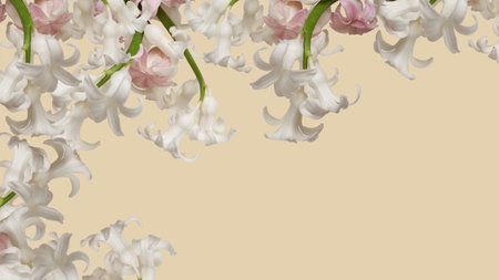 Hyacinth flower and pink background for design.の写真素材