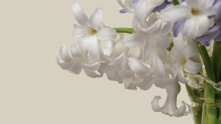 Blank for design with white hyacinth flowers.の写真素材