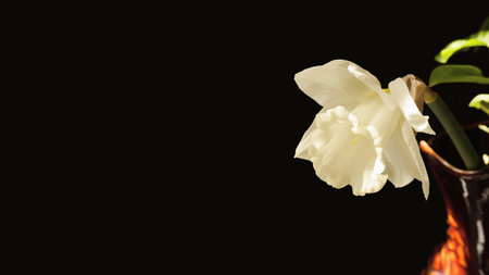 Spring project with white daffodil flower.