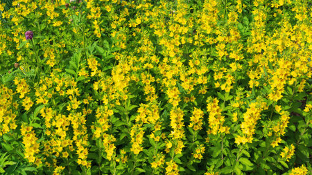 Lush blooming of yellow flowers in the sunlight.の写真素材