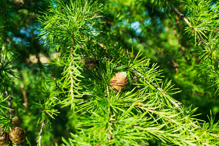 The beauty of nature in a coniferous forest in summer.の写真素材
