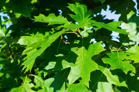 Among the branches of a young forest oak in early summer.