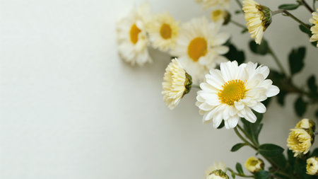 White chrysanthemum flowers in the studio near the wall.の写真素材