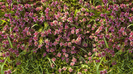 Wild flowers blooming in a wild meadow in summer.