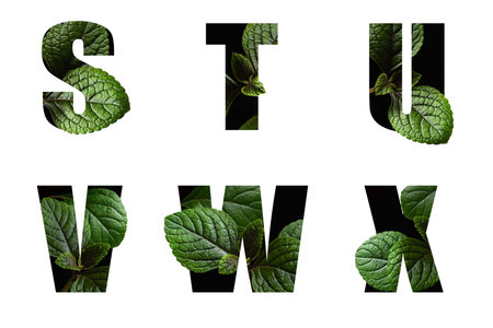 Letters S T U V W X with leaves in text alphabetの写真素材