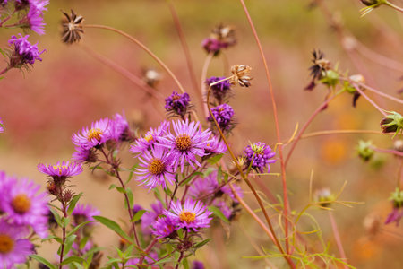 Blooming autumn flowers in the bosom of nature.の写真素材