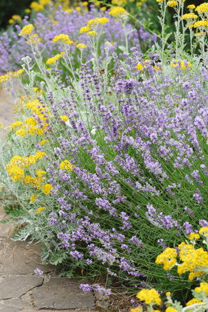 Fragrant and beautiful flowers in the flowerbedの写真素材