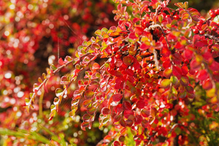 Autumn background on a sunny day in the garden.の写真素材