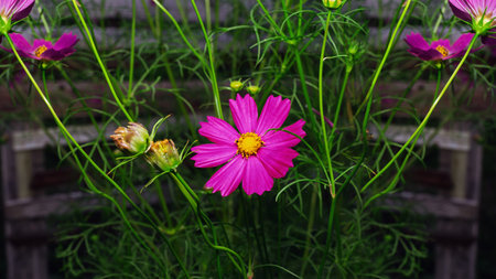 Blooming cosmos on a village flowerbed.の写真素材