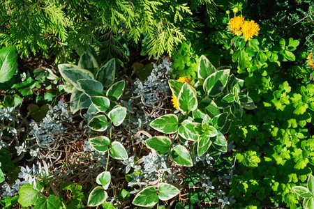 Flowerbed with a combination of flowering and climbing plants with different shades of color and shapes. Flower bed design.の写真素材