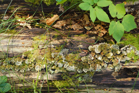 On an old tree covered with moss grow tinder fungi. There are many of them, of different sizes and shapes, with concentric circles on the surface. Forest vegetation on old wood and mushrooms top view.の写真素材