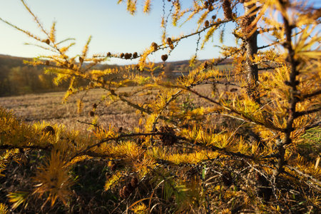 Larch on an autumn morning on the edge of a field.の写真素材