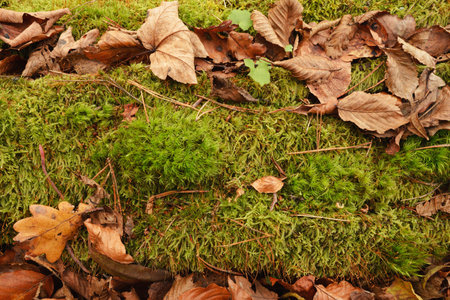Beautiful moss and leaves in autumn colors.の写真素材