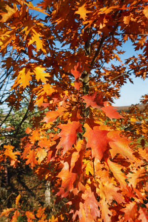 Orange with a red tint oak leaves in autumn.の写真素材