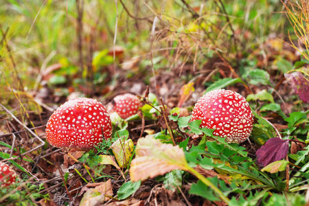 Young mushrooms with red caps in the grass.の写真素材