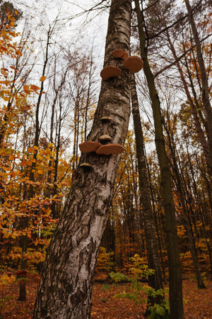 Mushrooms on a tree in the autumn forestの写真素材