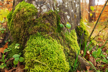 Autumn nature with a forest trunk covered with moss.の写真素材