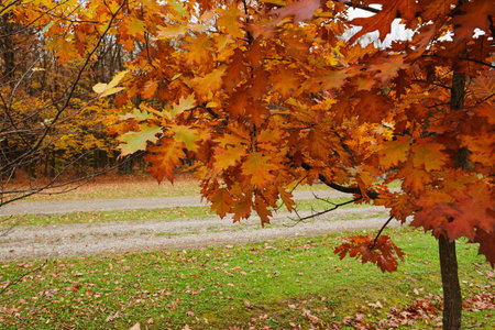 Autumn nature on the edge of the forest on an autumn day.の写真素材